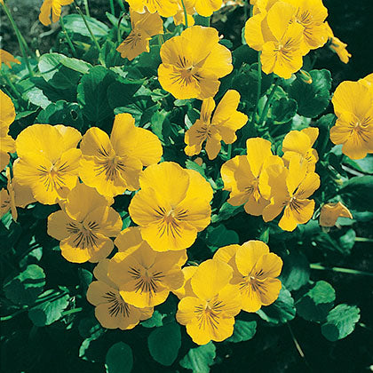 VIOLA - SCOTTISH YELLOW