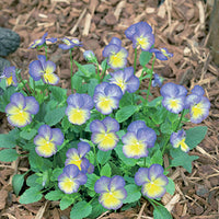 VIOLA CORNUTA CELESTIAL - STARRY NIGHT