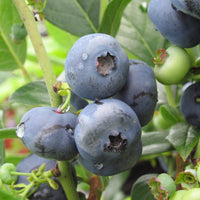 VACCINIUM CORYMBOSUM - NORTH BLUE