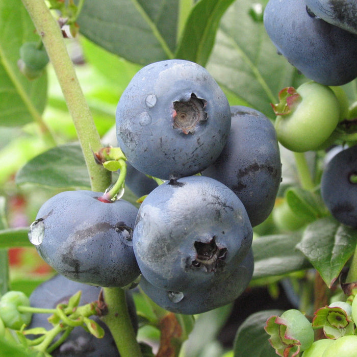 VACCINIUM CORYMBOSUM - NORTH BLUE