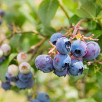 VACCINIUM CORYMBOSUM - NORTH BLUE