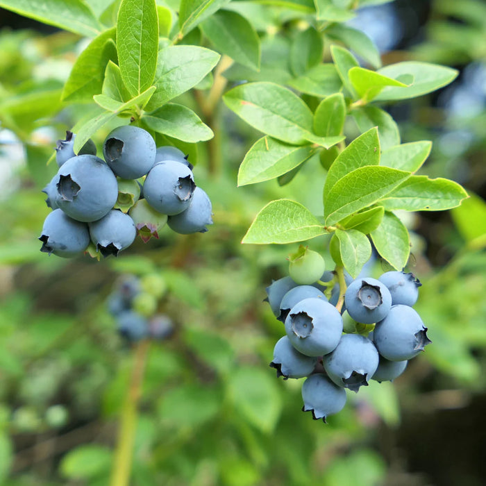 VACCINIUM CORYMBOSUM - NORTHLAND