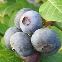 VACCINIUM CORYMBOSUM - NORTHLAND
