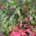 VACCINIUM CORYMBOSUM - SPARTAN