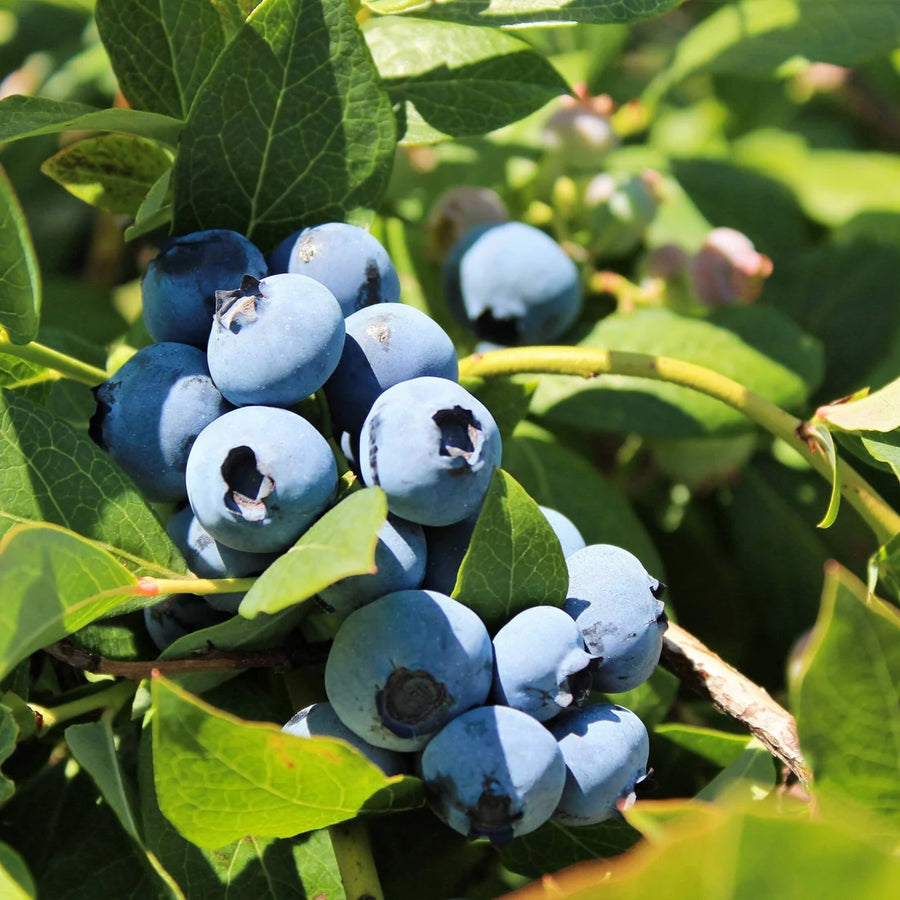 VACCIUNIUM CORYMBOSUM - BLUECROP