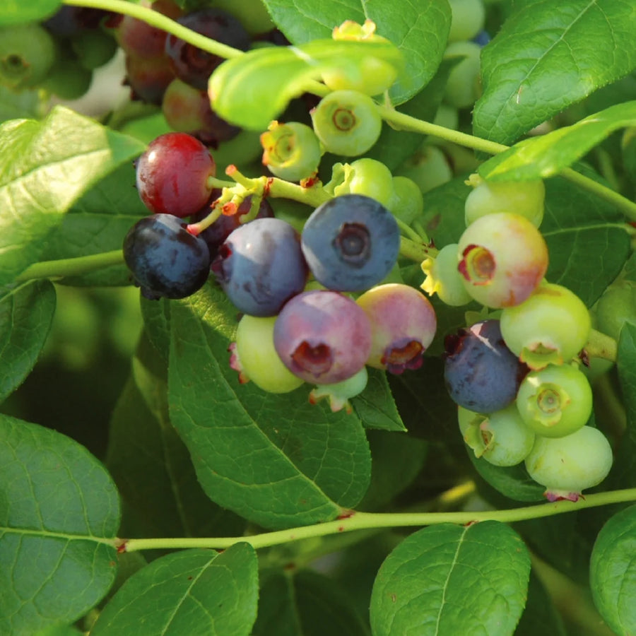 VACCINIUM CORYMBOSUM - CHIPPEWA