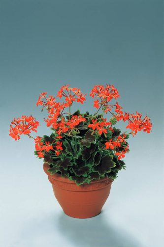 PELARGONIUM BROCADE - VANCOUVER CENTENNIAL