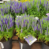 VERONICA SPICATA - ROYAL CANDLES