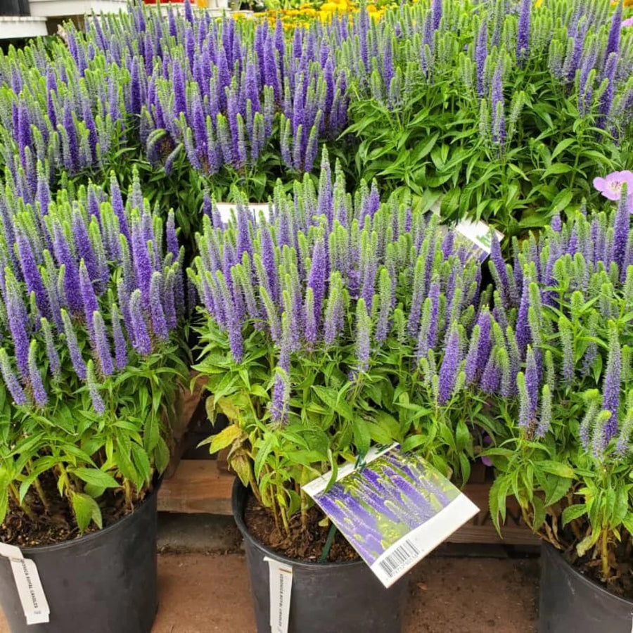 VERONICA SPICATA - ROYAL CANDLES