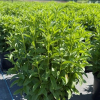 VERONICA SPICATA - ROYAL CANDLES