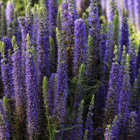 VERONICA SPICATA - ROYAL CANDLES