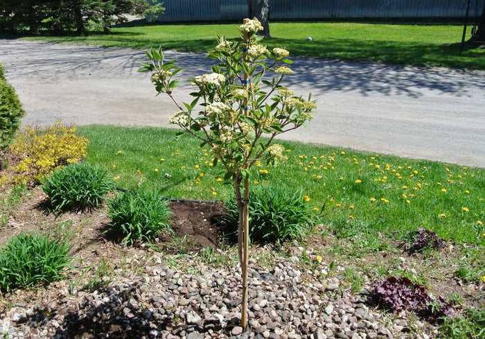VIBURNUM LANTANA MOHICAN