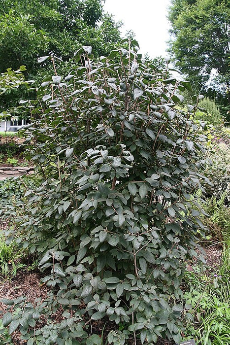 VIBURNUM LANTANA - MOHICAN