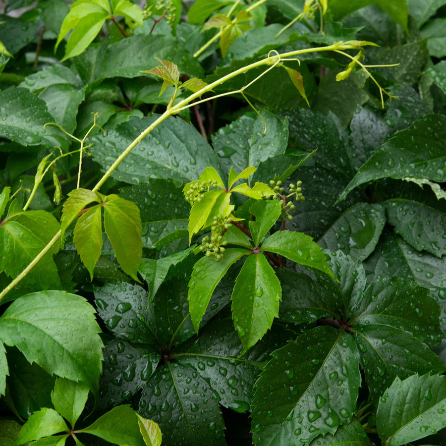 PARTHENOCISSUS QUINQUEFOLIA - ENGELMANNII