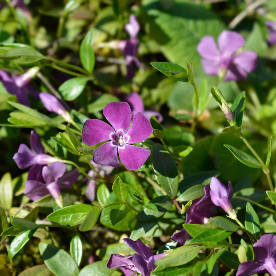 VINCA MINOR - ATROPURPUREA