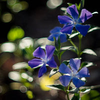 VINCA MINOR - BOWLES