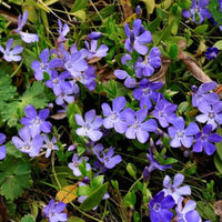 VINCA MINOR - BOWLES