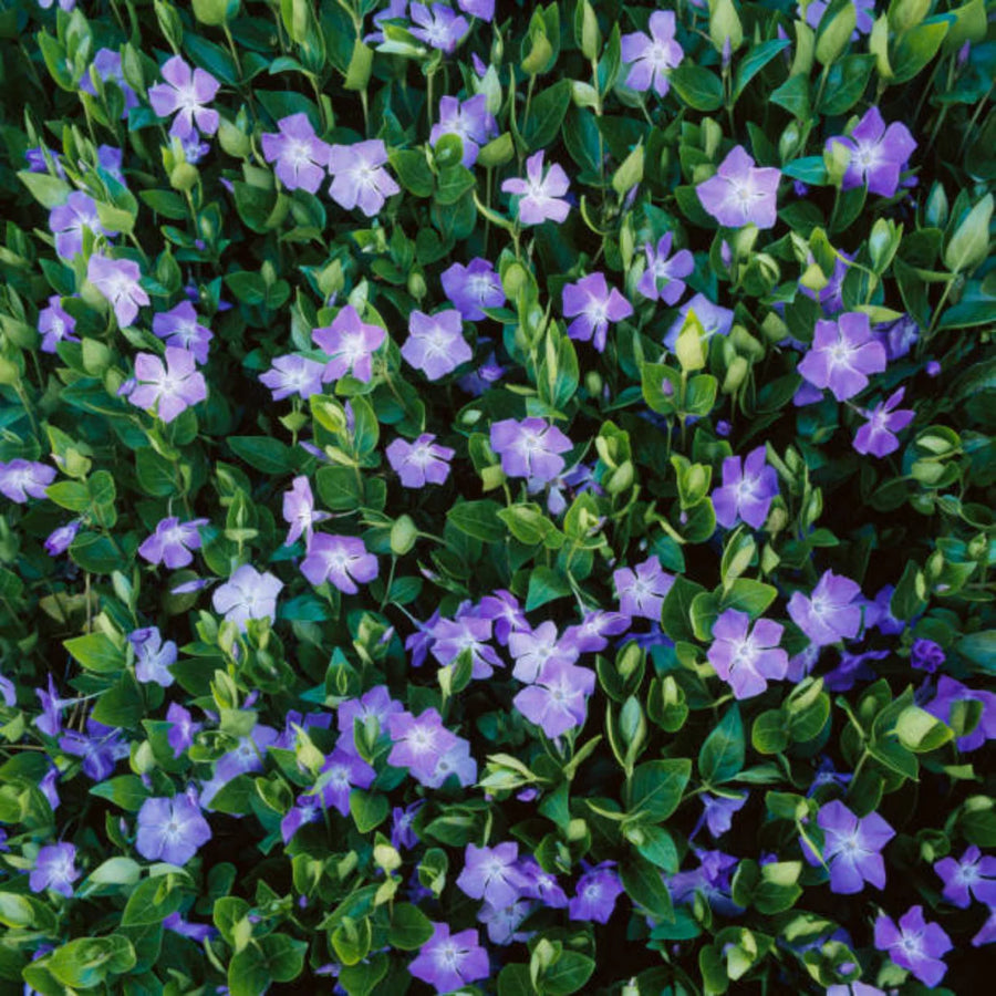 VINCA MINOR - BOWLES