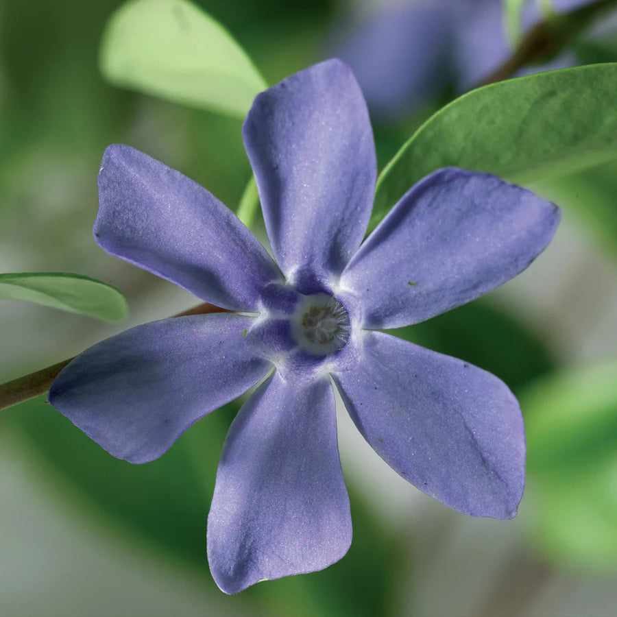 VINCA MINOR - ILLUMINATION