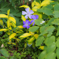 VINCA MINOR - ILLUMINATION