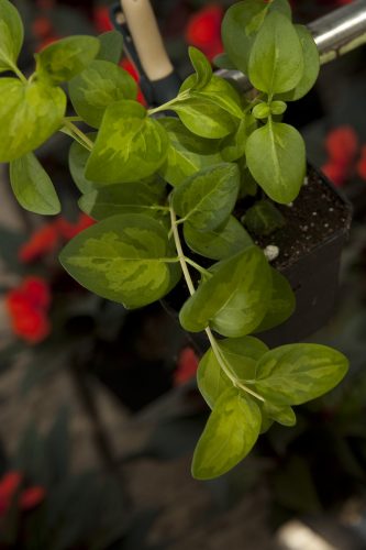 VINCA - GREEN MACULATA