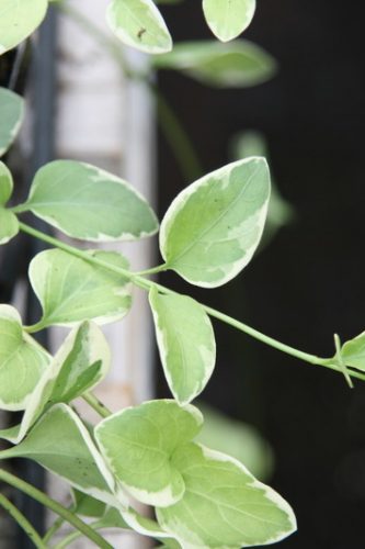 VINCA MAJOR - VARIEGATED