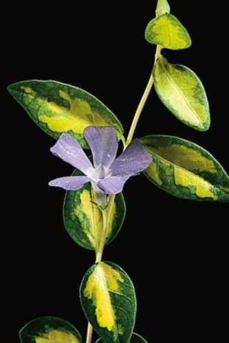VINCA MINOR - ILLUMINATION