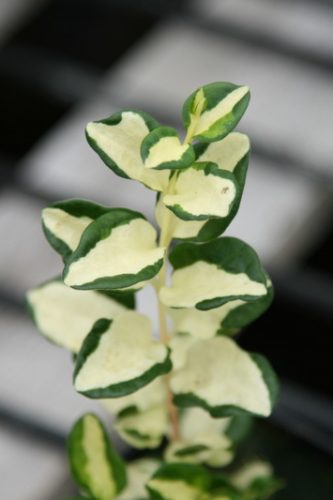 VINCA - WOJO'S JEM