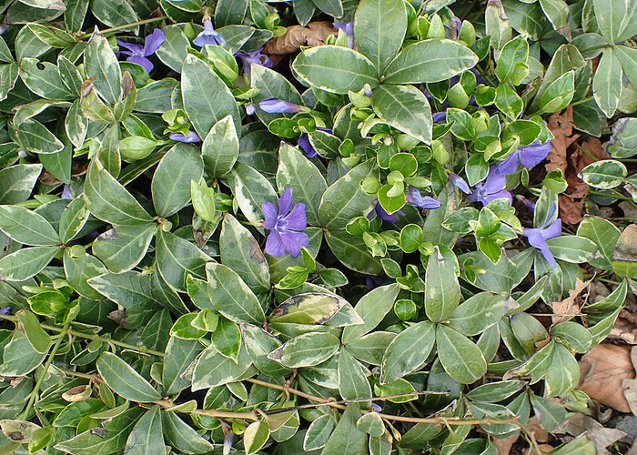 VINCA MINOR - RALPH SHUGERT