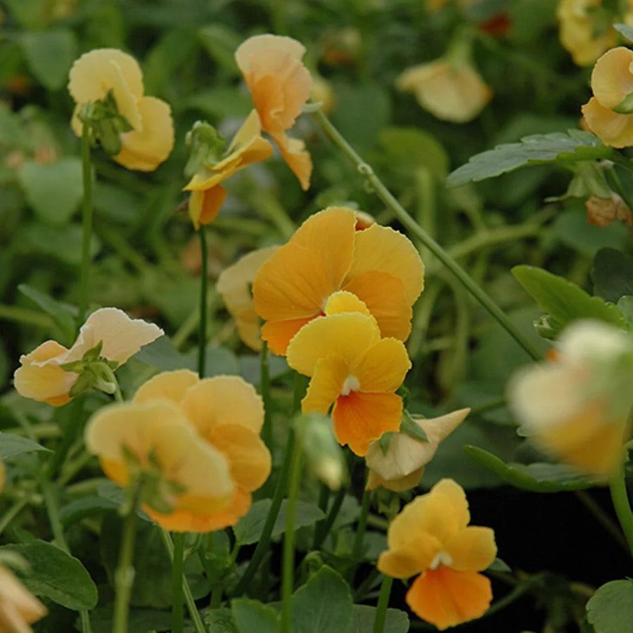 VIOLA CORNUTA - CHANTREYLAND