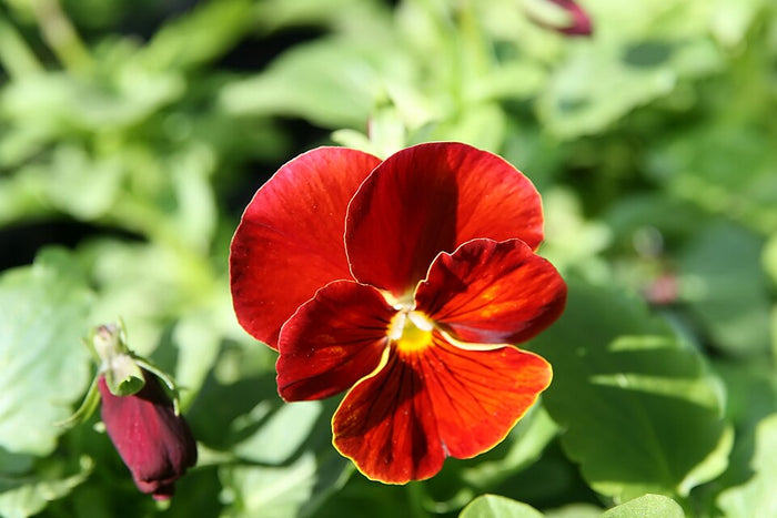 PENSÉE ROUGE