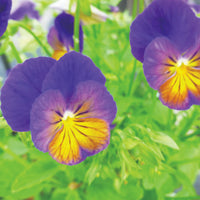 VIOLA CORNUTA - CELESTIAL NORTHERN LIGHTS
