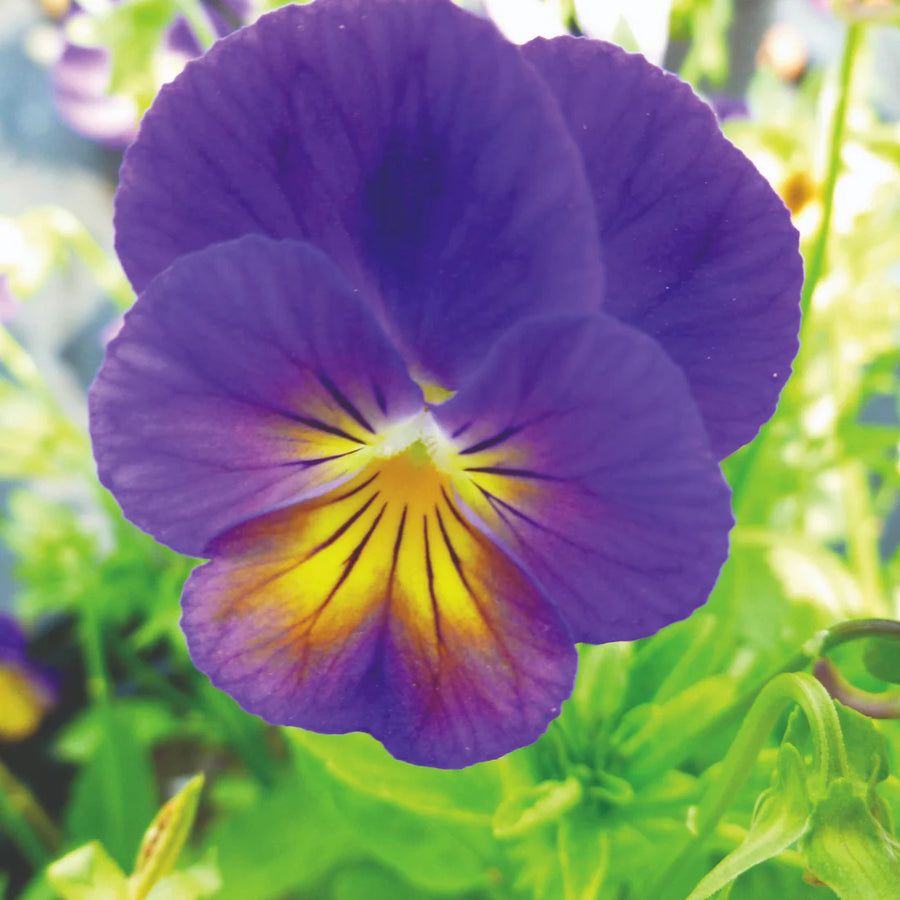 VIOLA CORNUTA - CELESTIAL NORTHERN LIGHTS
