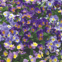 VIOLA CORNUTA - CELESTIAL NORTHERN LIGHTS