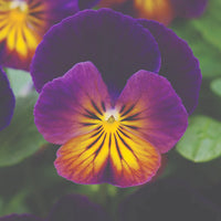 VIOLA CORNUTA - CELESTIAL NORTHERN LIGHTS