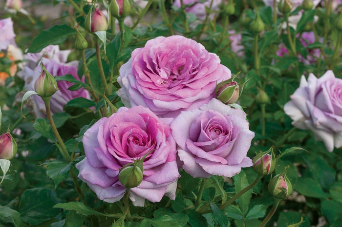 ROSA - VIOLET'S PRIDE