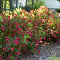 WEIGELA FLORIDA - RED PRINCE