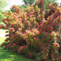 WEIGELA FLORIDA - RED PRINCE