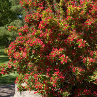 WEIGELA FLORIDA - RED PRINCE
