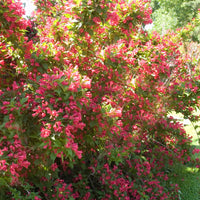 WEIGELA FLORIDA - RED PRINCE