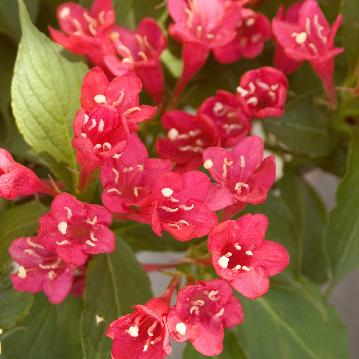 WEIGELA FLORIDA - RED PRINCE