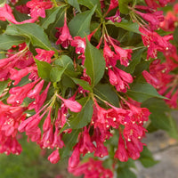 WEIGELA FLORIDA - RED PRINCE