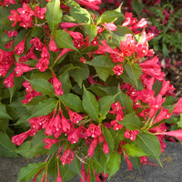 WEIGELA FLORIDA - RED PRINCE
