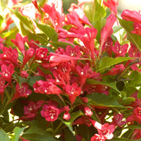 WEIGELA FLORIDA - RED PRINCE