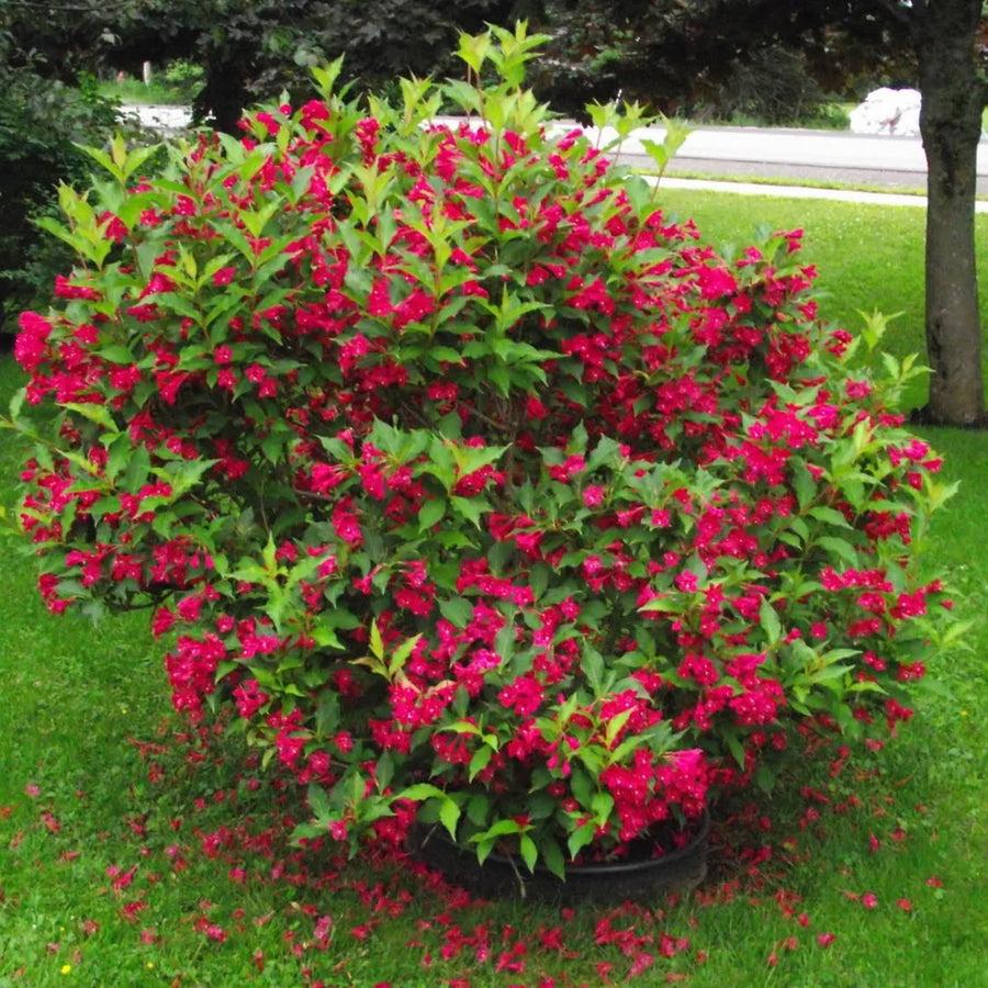 WEIGELA FLORIDA - CRIMSON KISSES