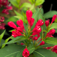 WEIGELA FLORIDA - CRIMSON KISSES