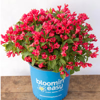 WEIGELA FLORIDA - CRIMSON KISSES
