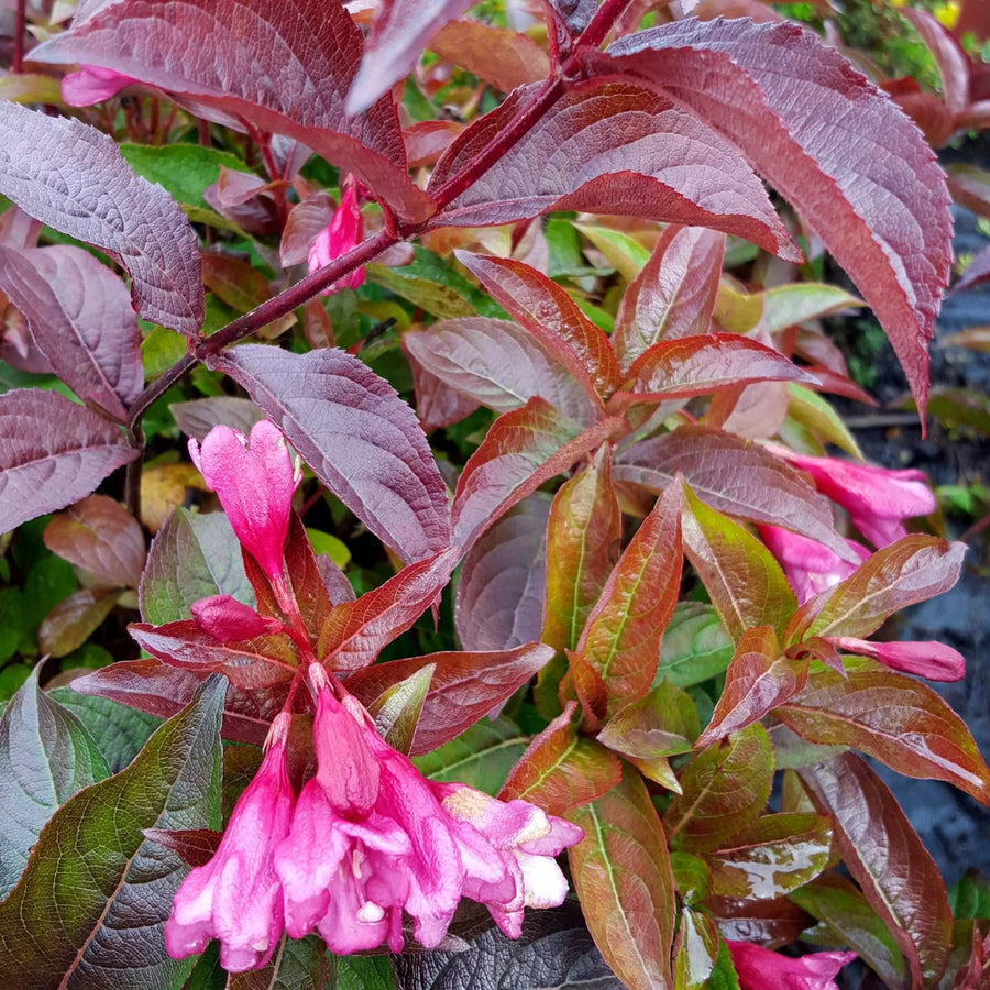 WEIGELA FLORIDA - STROBE