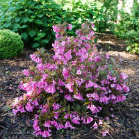 WEIGELA FLORIDA SONIC BLOOM WINE