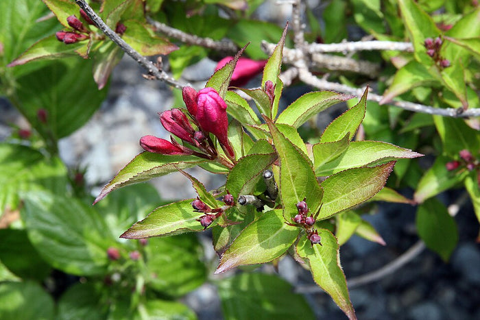 WEIGELA - MINUET